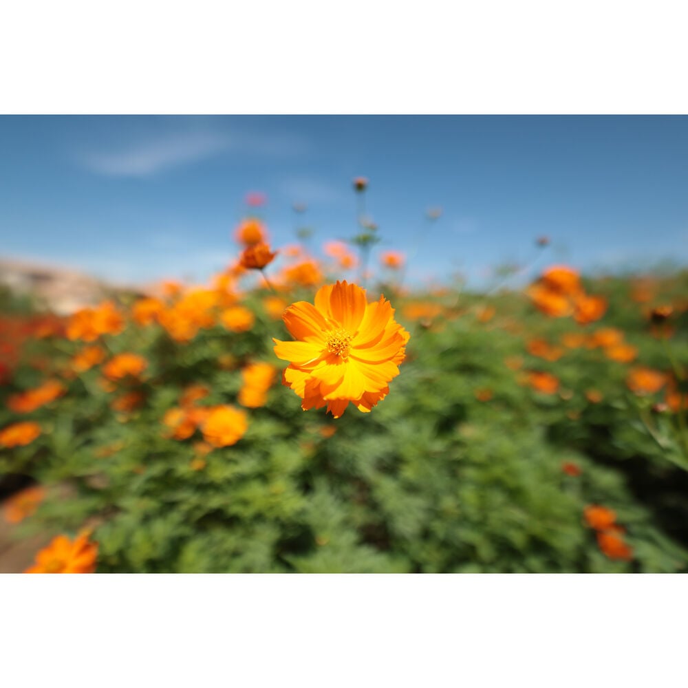 1026069_D.jpg - Canon RF 14mm f/1.4 L VCM Lens - Image 4